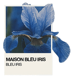 Polaroid d'une iris bleue appelée Pantone Iris Bleu pour représenter la symbolique derrière le nom Maison Bleu Iris.